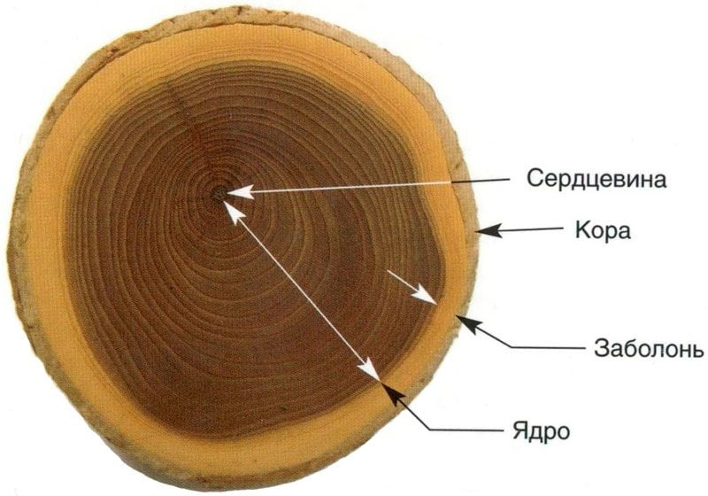 заболонь - защитный слой древесины